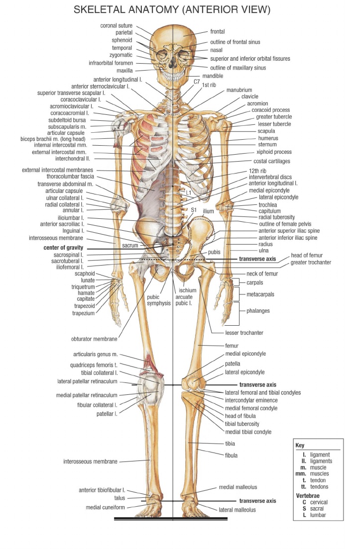 37+ Anatomi Kerangka Tubuh Manusia Pdf